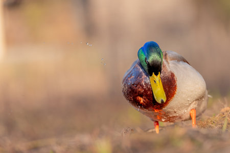One Male Mallard Duck Standing Outdoors. Portrait of Anas platyrhynchos.の写真素材
