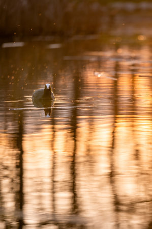 Eurasian Coot Floating on Sunset Lake with Reflection.の写真素材