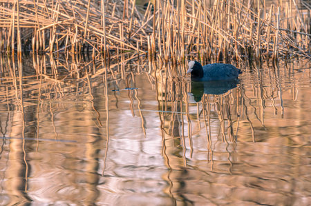Eurasian Coot Swimming Among Golden Reeds at Sunsetの写真素材