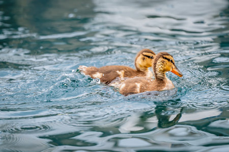 Two Mallard Ducklings Swimming Together in Water. Lake Geneva, Switzerland.の写真素材