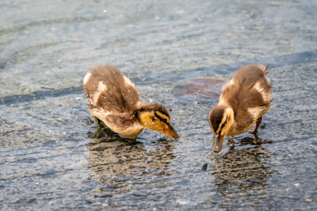 Two Mallard Ducklings Foraging in Water. Lake Geneva, Switzerlandの写真素材