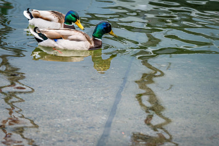 Two Male Mallard Ducks Swimming in Water. Lake Geneva, Switzerlandの写真素材