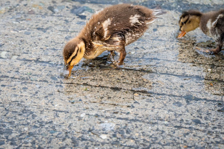 Two Mallard Ducklings Foraging in Water. Lake Geneva, Switzerlandの写真素材