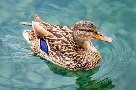 One Female Mallard Duck Swimming in Water. Lake Geneva, Switzerlandの写真素材
