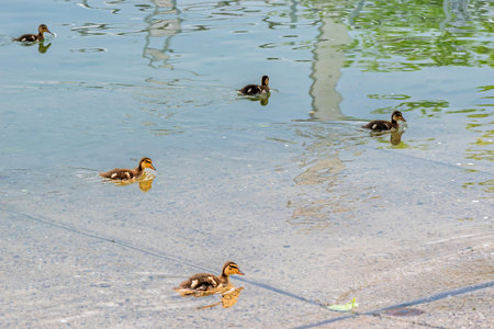 Five Mallard Ducklings Swimming in Water. Lake Geneva, Switzerland.の写真素材