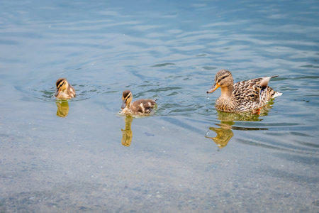 Female Mallard Duck with Two Ducklings Swimming in Water. Lake Geneva, Switzerland.の写真素材