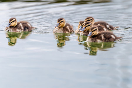 Six Mallard Ducklings Swimming in Lake Geneva, Switzerlandの写真素材