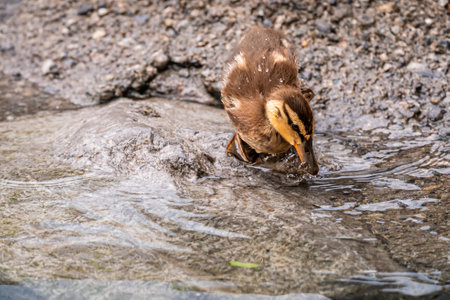 One Mallard Duckling Drinking Water at the Lakeside. Lake Geneva, Switzerland.の写真素材