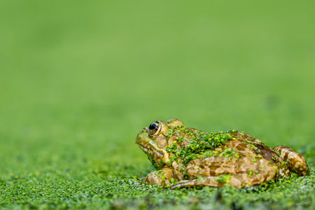 One Frog resting in water. Pool frog sitting. Pelophylax lessonae. European frog.
