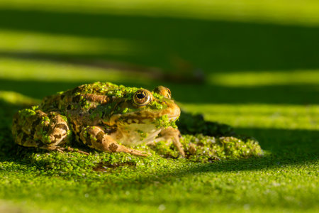 One Frog resting in water. Pool frog sitting. Pelophylax lessonae. European frog.