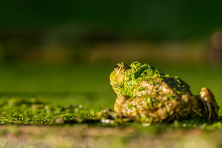 One Frog resting in water. Pool frog sitting. Pelophylax lessonae. European frog.の写真素材