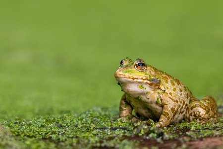 One Frog resting in water. Pool frog sitting. Pelophylax lessonae. European frog.