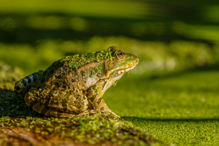 One Frog resting in water. Pool frog sitting. Pelophylax lessonae. European frog.