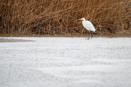 One Great Egret Landing on Frozen Wetland Near Lake NeuchÃ¢tel in Winter. Yverdon, Vaud,...