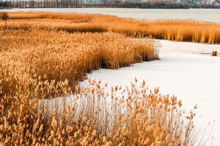 Landscape of Frozen Wetland with Golden Reeds in Winter. Icy Marsh and Natural Habitat. Yverdon, Vaud, Switzerland.の写真素材
