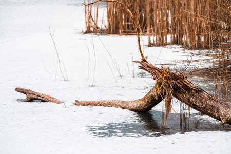 Landscape of Fallen Tree on Frozen Wetland in Winter. Icy Marsh Landscape with Reeds and Natural Habitat. Yverdon, Vaud, Switzerland.の写真素材