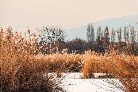 Landscape of Golden Reed Wetland at Sunset with Alpine Background in Winter. Yverdon, Vaud, Switzerland.の写真素材