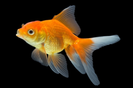 Goldfish
