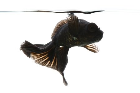 Black Goldfish isolated on white background with waterlineの写真素材