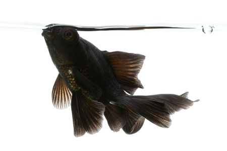 Black Goldfish isolated on white background with waterline and small bubblesの写真素材