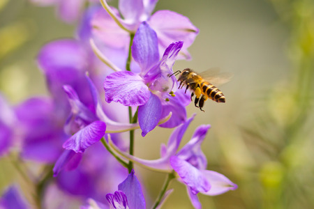 Honey Bee flying to the flowerの写真素材