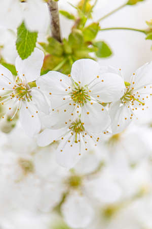 White cherry blossoms close-up. Postcard with the image of spring flowers