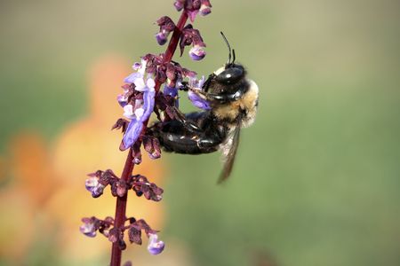 Close up of a bumble bee on a flowering purple and pink plant.