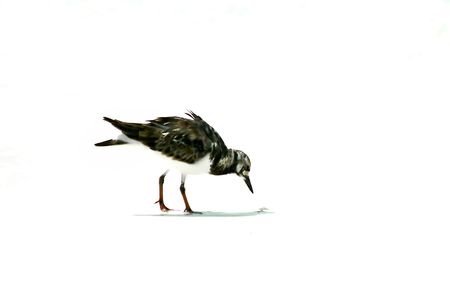 Close up of a beach bird with white background.の写真素材