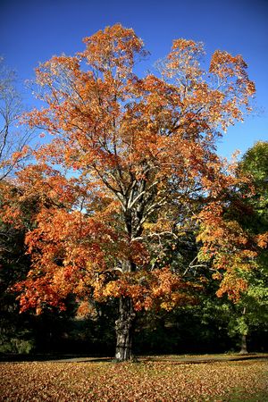 Beautiful Autumn Tree with leaves all around on ground.