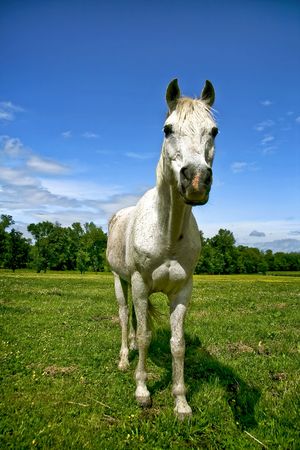 White horse standing in a field during spring time.の写真素材