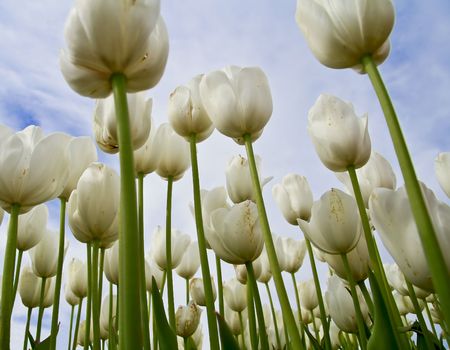 View from the gound of white tulips.の写真素材