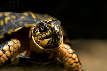 Close up of a box turtle.の写真素材