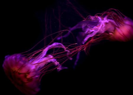 Fluorescent colored jellyfish swimming in dark water.の写真素材