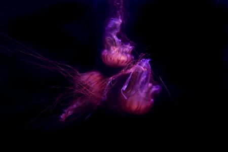 Fluorescent colored jellyfish over black background.の写真素材