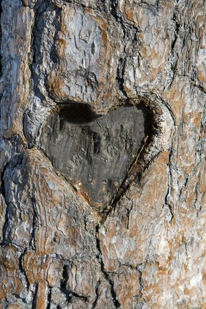 Heart shape carved into the side of a pine tree.の写真素材