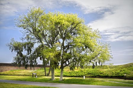 Live oak tree with sun shining down from above.の写真素材
