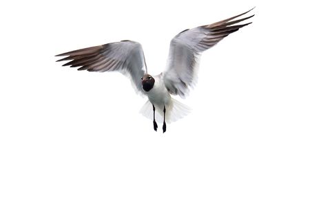 Isolated fying seagull with wings spread open.の写真素材