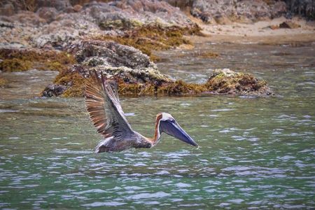 Pelican flying right above ocean water in the tropics.の写真素材