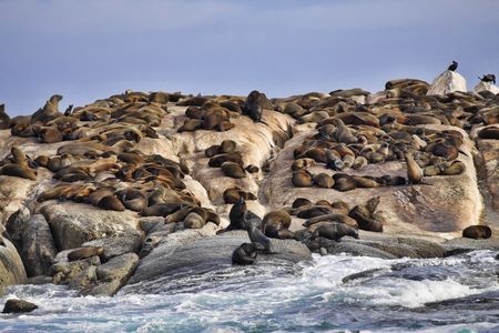 Lots of seals laying and resting on a rocky island.の写真素材