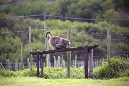 Baboon eating feed out of a feeder in rural landscape.の写真素材