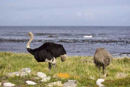 Two ostrich standing in tall grass next to the ocean.の写真素材