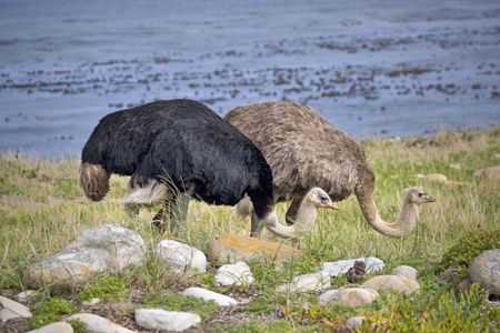 Two ostrich standing in tall grass next to the ocean.の写真素材