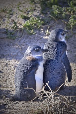 Two young penguin standing close to each other.の写真素材
