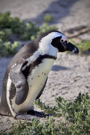 Close up of a single penguin standing next to vegetationの写真素材