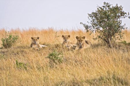 Group of female lions laying on small hillside in Afica.の写真素材