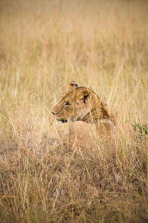 Female lion laying in tall grass of the African plains.の写真素材