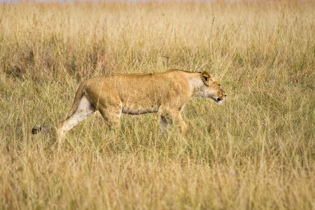 Female lion walking through tall grass of the African plains.の写真素材