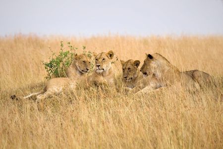 Group of female lions laying on a small hillside in Africa.の写真素材