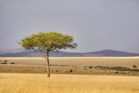 Single tree in the middle of vast African plains.の写真素材