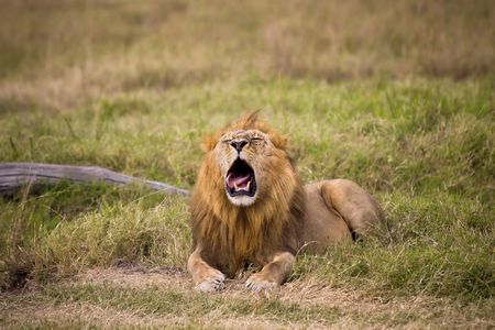 Male lion laying in grass with it's mouth open. Male lion laying in grass with it's mouth open.